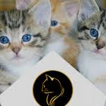 Goldencat Goldencat